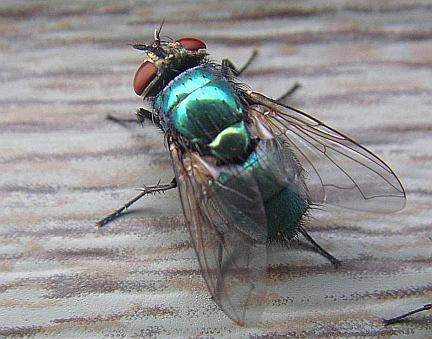 Greenbottle Fly
