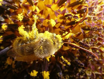 Digger Bee