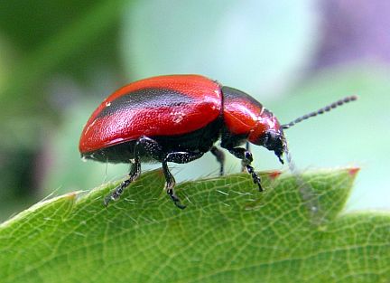 Red Turnip Beetle