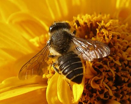 Leafcutting Bee