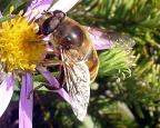Drone Fly