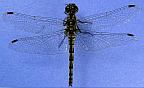 Black Meadowhawk