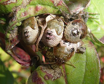 Banasa Stinkbug Nymphs