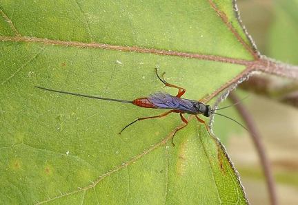 Ichneumon Wasp