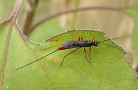 Ichneumon Wasp
