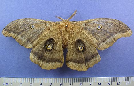 Polyphemus Moth