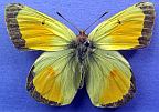 Whites, Marbles and Sulphurs