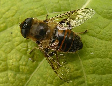 Drone Fly