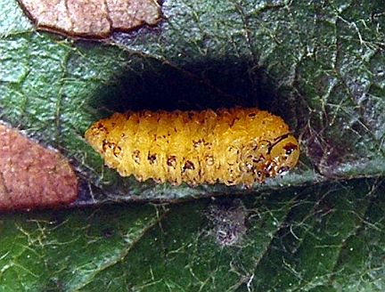 Pear Sawfly Pupa