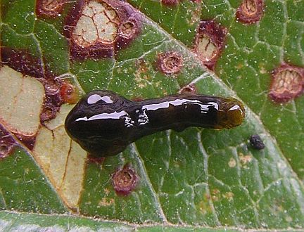 Pear Slug feeding on the surface of a cotoneaster leaf.  Note areas damaged by previous feeding.
