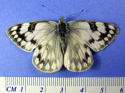 Western White - female - Dorsal