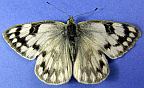 Western White