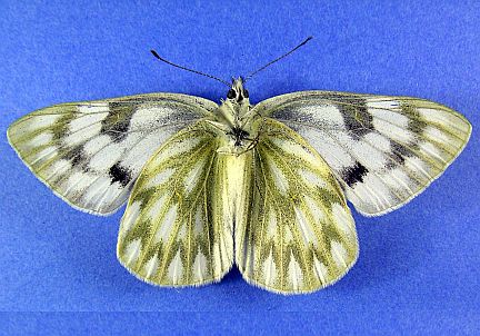 Western White - female - ventral