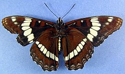 White/Lorquin's Admiral Hybrid - ventral