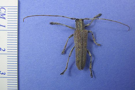 Poplar Borer