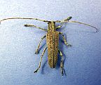 Poplar Borer