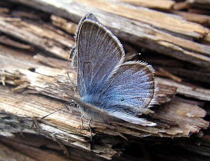 Silvery Blue - male