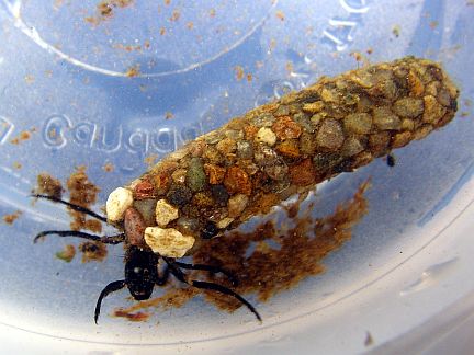 Caddisfly Larva