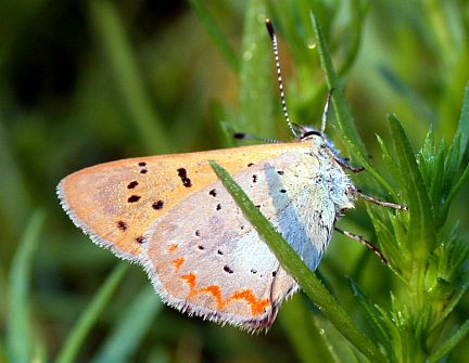 Purplish Copper