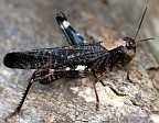 Red-winged Grasshopper