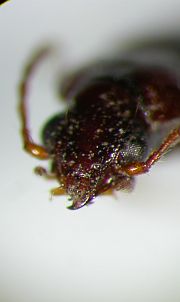 Minute Ground Beetle head - Note antennal insertions  between eyes and mandibles