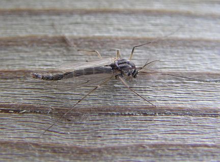 Midge - male
