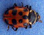 Thirteen-spotted Ladybug