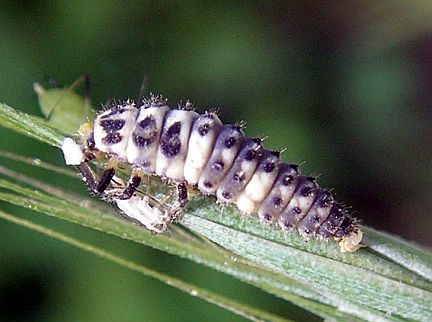 Ladybug Larva eating aphids 