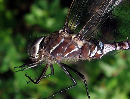 Variable Darner - note narrow complete stripes