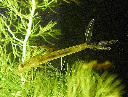 Damselfly Larva