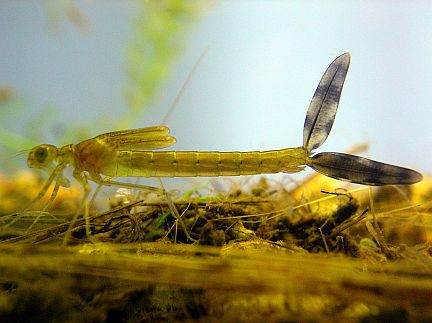Damselfly Larva