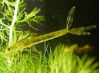 Damselfly Larva