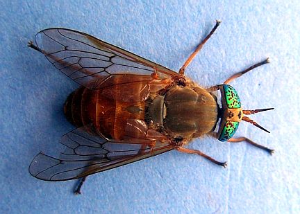 Deer Fly