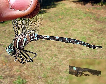 Lance-tipped Darner