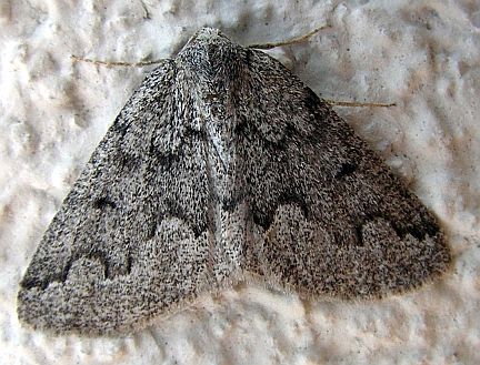 Mountain Girdle