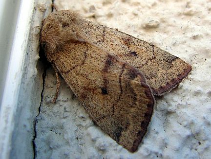 Smoked Sallow