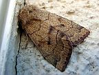 Smoked Sallow