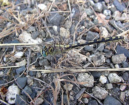 Pale Snaketail - Note dark oval spot below and infront of forewing.