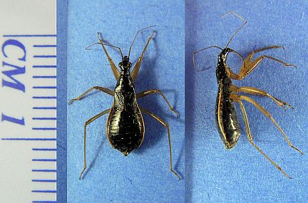 Assassin Bug - note oval body shape, 3 segmented beak, 4 segmented antennae and narrow head.