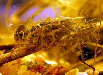 Skimmer Dragonfly Larva -  Note the patchy covering of algae on its back.