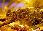 Skimmer Dragonfly Larva