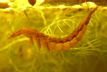 Diving Beetle Larva