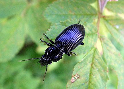 Sidewalk Carabid