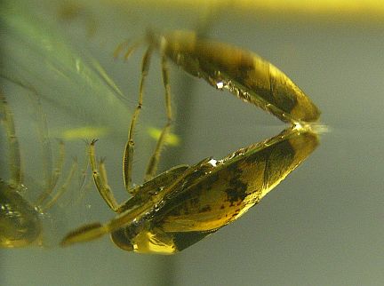 Common Backswimmer