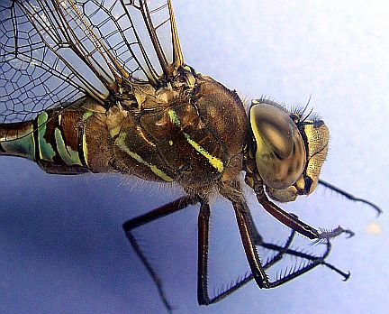 Variable Darner - side view