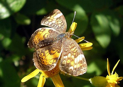 Pearl Crescent - note white crescents on back edge of hindwing
