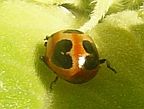 Parenthesis Lady Beetle