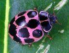 Polkadot Ladybug