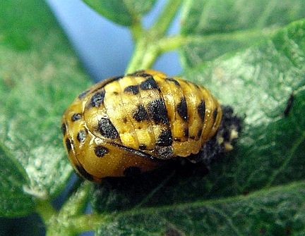 Seven-spot Ladybug pupa (Calgary, AB, Jul. 25, 2005)