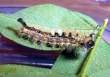 Rusty Tussock Moth Caterpillar